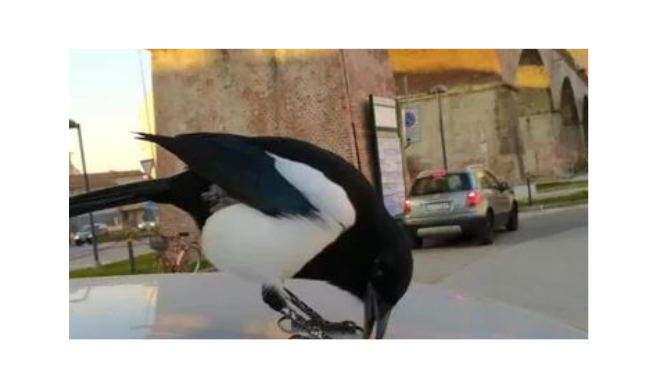 Rintracciato l’uomo che aveva “rapito” la gazza ladra Pika