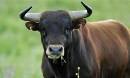Agricoltore 71enne perde la vita incornato da un toro