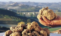 Piemonte sull'Olimpo: cerca del tartufo diventa patrimonio Unesco