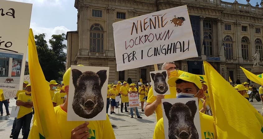 Coldiretti Cuneo: “Un incidente ogni 48 ore è causato dai cinghiali”