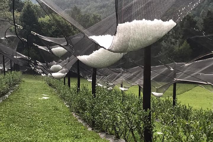Reti antigrandine per danni maltempo, la Regione apre un bando a sostegno degli agricoltori