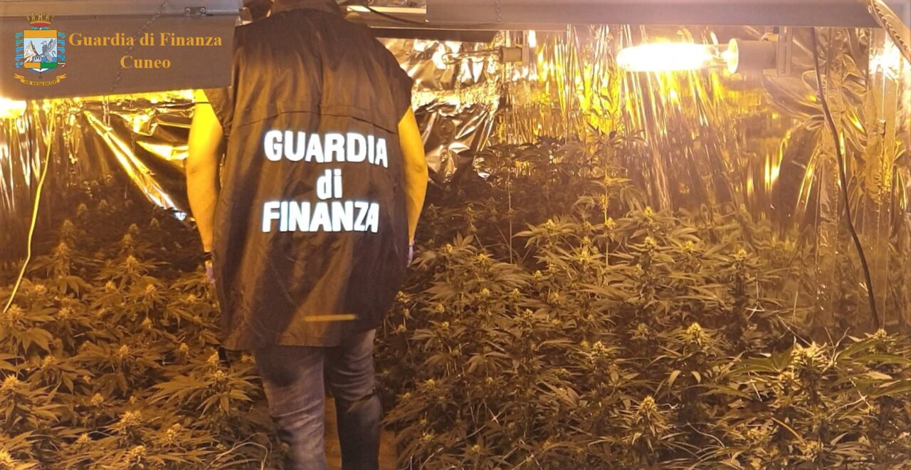 Posta sotto sequestro una delle serre di marijuana più grandi della provincia di Cuneo