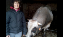 Bagnolo Piemonte, 60enne muore incornata da un toro