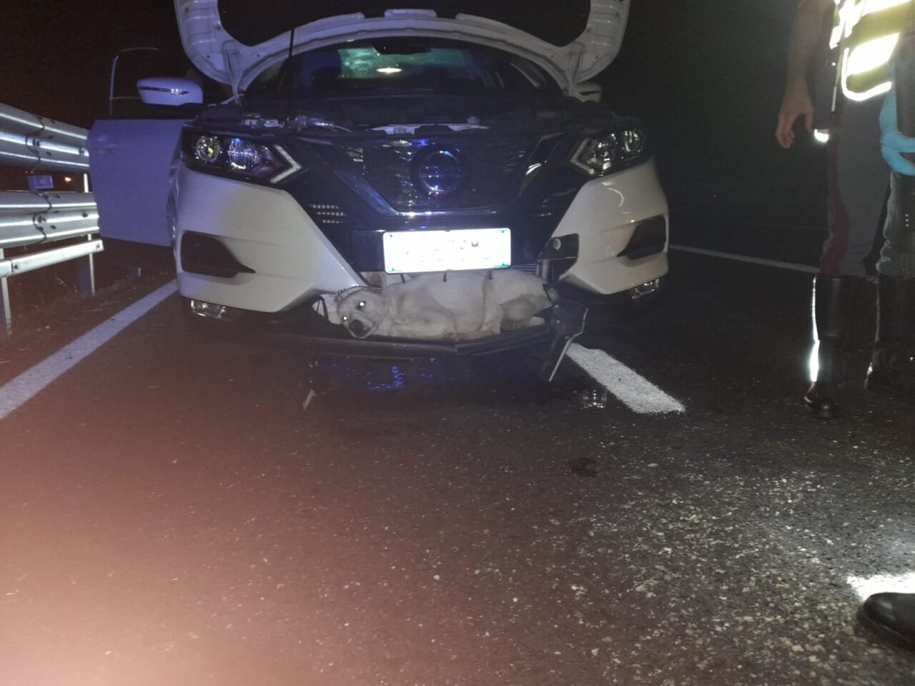 Cane investito in autostrada a Mondovì: ecco come si è salvato miracolosamente