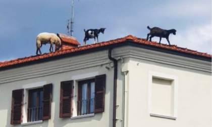 Sui tetti di Beinette pascolano due capre e una pecora