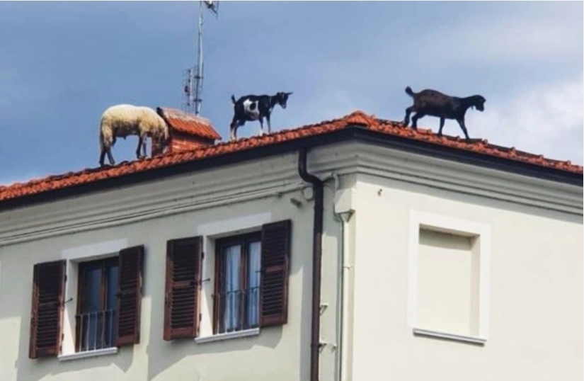 Sui tetti di Beinette pascolano due capre e una pecora