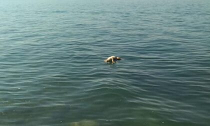 Perché tanta crudeltà? Cane gettato nel Garda legato a un sacco di pietre