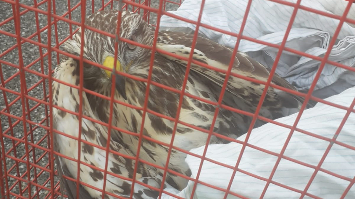 Polizia stradale di Cuneo salva un rapace in pericolo sull’A6