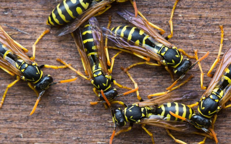 Assalita dalle vespe mentre raccoglie verdure nell’orto, muore dopo due giorni di agonia