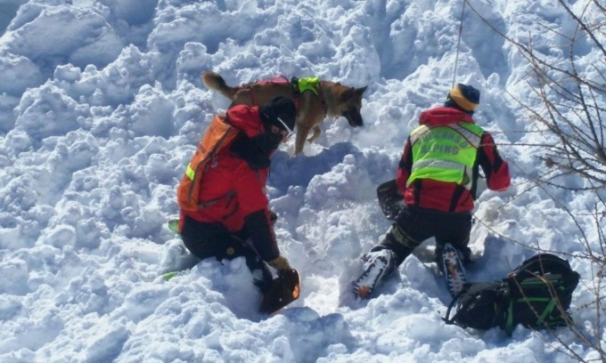 Con l’arrivo della neve sulle Alpi tornano operative le unità cinofile da valanga