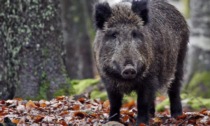 Proliferazione della fauna selvatica: la denuncia di Confagricoltura Cuneo