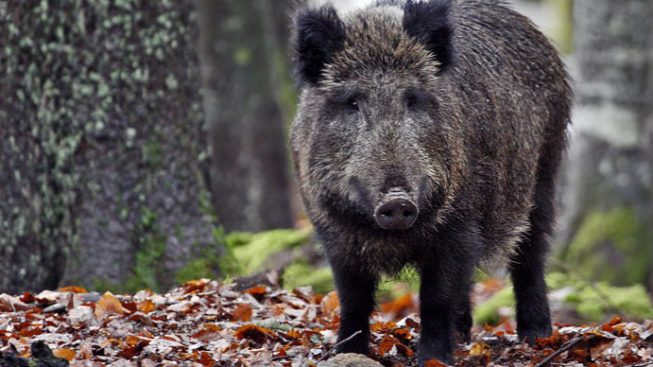 Proliferazione della fauna selvatica: la denuncia di Confagricoltura Cuneo