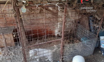 Cani Beagle detenuti in box metallici in condizioni sanitarie precarie