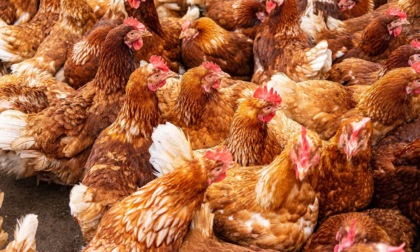 Influenza aviaria, debellato focolaio in un allevamento del Cuneese