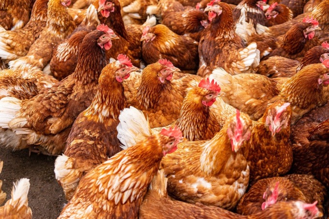 Influenza aviaria, debellato focolaio in un allevamento del Cuneese