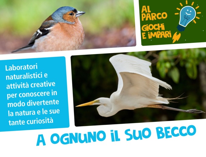 A Revello “A ognuno il suo becco”, laboratorio sui becchi degli uccelli per bambini e ragazzi