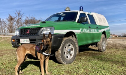 Bocconi avvelenati in Valle Stura. I Carabinieri Forestali: "Massima prudenza"