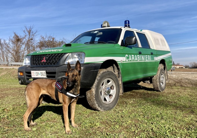 Bocconi avvelenati in Valle Stura. I Carabinieri Forestali: “Massima prudenza”