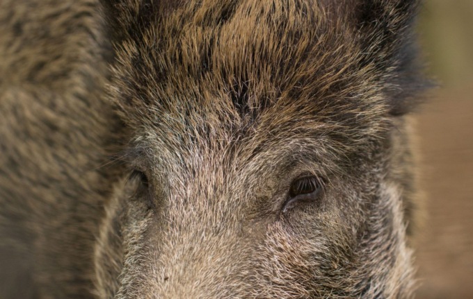Danni da fauna selvatica in Piemonte: sarà risarcito l’83% dei danni periziati