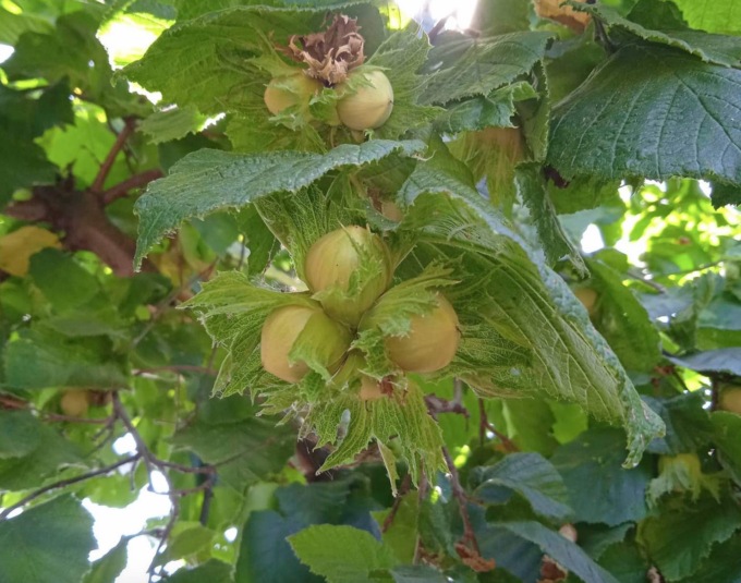 Nocciola di qualità del Piemonte, la Regione ha incontrato il settore il settore corilicolo