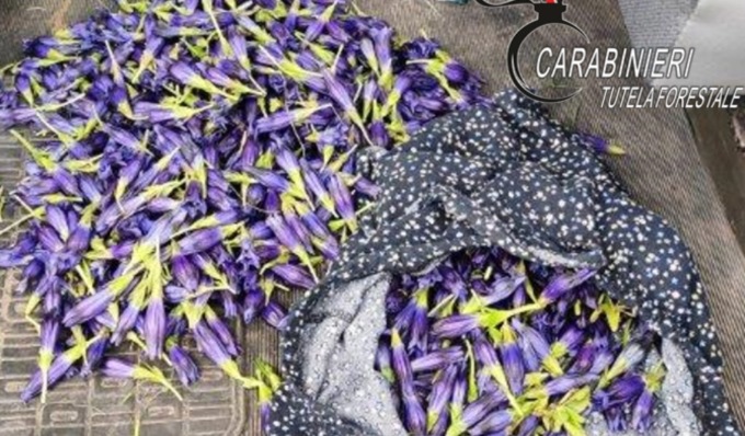 Raccolgono 2.000 fiori di specie protette: scatta la maxi multa