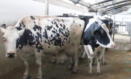 Cia Cuneo: “Gli allevatori di bovini da latte vivono un momento di grande incertezza”