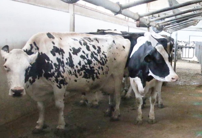 Cia Cuneo: “Gli allevatori di bovini da latte vivono un momento di grande incertezza”
