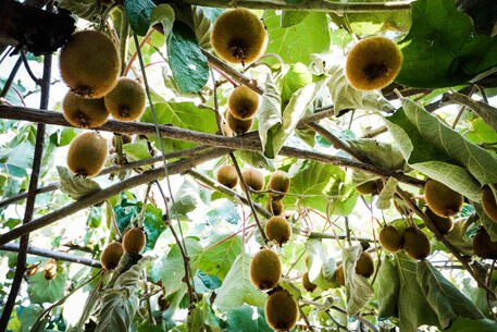 Emergenza caldo, la frutta cuoce sugli alberi
