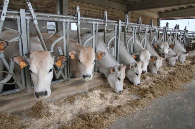 Costi troppo alti di produzione, gli allevatori: “Stiamo riducendo i capi”