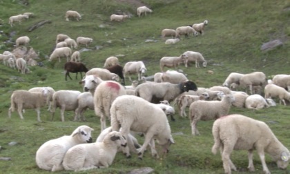 Ala di Stura, pecore divorate dai lupi. Gli allevatori: "Serve un piano di abbattimento"