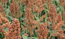 Allerta sorgo, Regione Piemonte: ecco come prevenire l’avvelenamento dei bovini