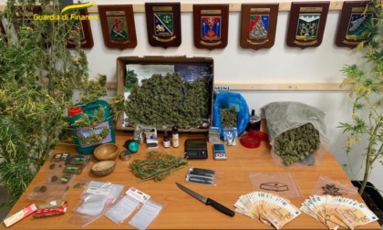 Operazione VOX”, il Gruppo di Bra ha sequestrato una piantagione di marijuana dal valore di oltre 60mila euro