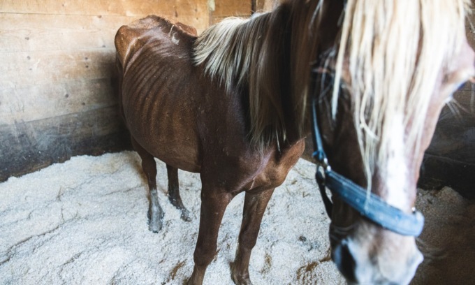 Allevamento lager: “Ora aiutateci ad adottare gli animali”