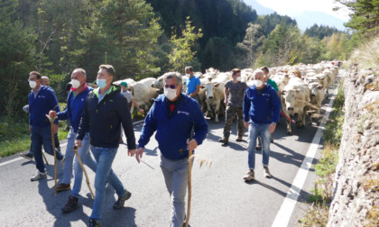 Torna “Caluma el vache”, Confagricoltura celebra a Castelmagno la discesa a valle dei malgari