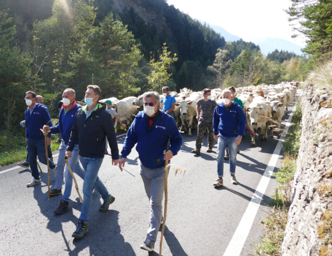 Torna “Caluma el vache”, Confagricoltura celebra a Castelmagno la discesa a valle dei malgari