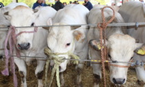 Alba: Grande rassegna di bovini piemontesi giovedì 13 ottobre