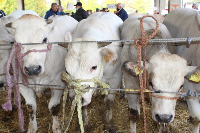 Alba: Grande rassegna di bovini piemontesi giovedì 13 ottobre