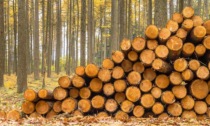 Arriva Woody: la cultura del legno, dal 27 settembre al 1° ottobre a Cuneo
