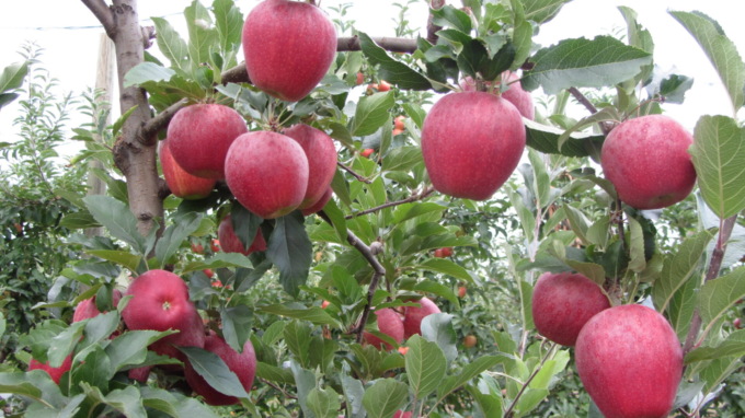 Confagricoltura: “Senza sostegni, le aziende frutticole piemontesi sono a rischio chiusura”