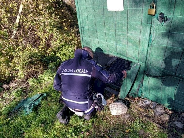 Cuneo, salvato un cane dai vigili: era caduto in una bialera