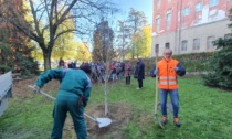 Alba: piantato un nuovo albero nella scuola media “Vida” per la Festa degli Alberi