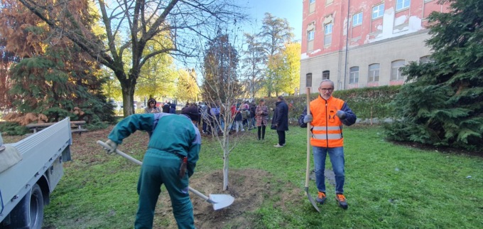 Alba: piantato un nuovo albero nella scuola media “Vida” per la Festa degli Alberi