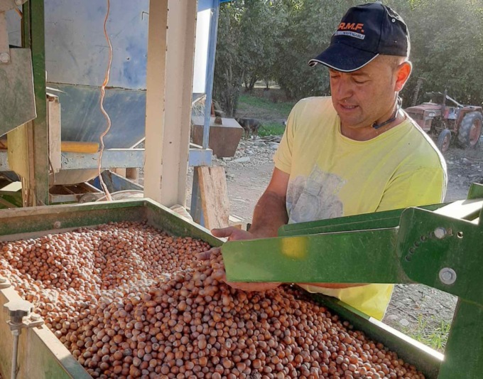 Nocciole, produzione media scesa del 60% rispetto al 2021