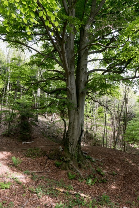 Il faggio di Venasca è stato iscritto all’Elenco degli alberi monumentali italiani