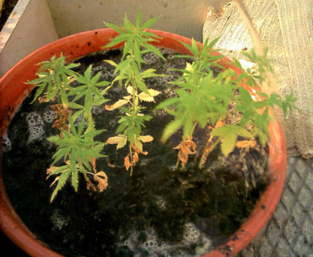 Fossano, gruppo di giovani coltivavano in un cortile a Cavallermaggiore piante di cannabis: due arresti