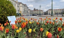 Più di 3.000 bulbi di tulipano verranno piantimati in città