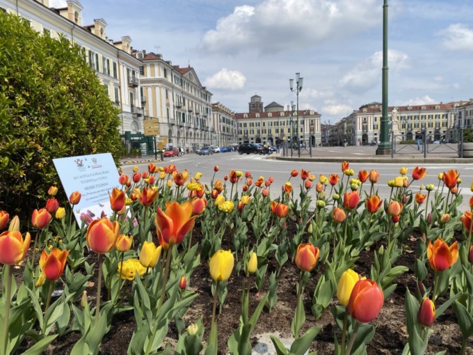 Più di 3.000 bulbi di tulipano verranno piantimati in città
