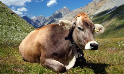 Stop carne finta, vince la storica Razza Piemontese