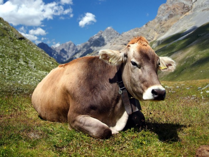 Stop carne finta, vince la storica Razza Piemontese