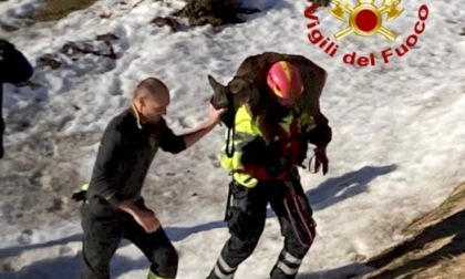 Capriolo caduto nel bacino della diga di Pietraporzio: salvato dai pompieri
